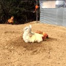 목욕농장 이미지