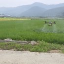 괴산농협 벼,콩작물 드론공동방제 실시 이미지
