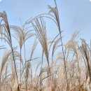 숨어 우는 바람 소리(이정옥) 이미지