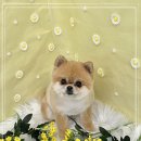 101 애견미용 이미지