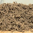 더덕쟁이 이미지