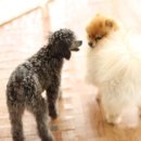 도그앤 제이 이미지