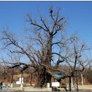 두곡리 은행나무 이미지