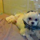 페트로동물의료원 이미지