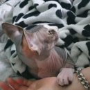 껌딱지펫 이미지