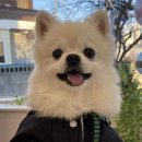 아이디티 | 천안/아산 전문훈련사 상주하는 애견유치원 아이디티센터 방문 후기