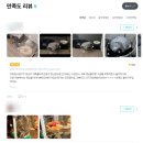 포포카인테리어부분 | 플라잉포포 고양이 투명해먹 내돈내산 3주 실사용 후기
