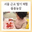 여름꽃농장 | 서울 근교 아이랑 가볼만한 곳 딸기 체험 율봄농장 실내 내돈내산 방문 후기