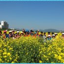 [04월18일(수)]제163회차,밀양 종남산 진달래~창녕 유채꽃축제 이미지