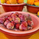 승찬농원 이미지