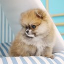 도그마루 강아지고양이 평택점 이미지