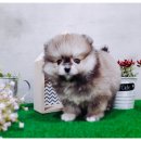 야멍 호텔 이미지