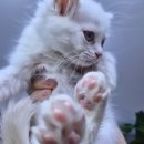 오즈캣 DMC점 이미지