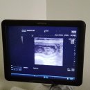 리틀파우스 이미지