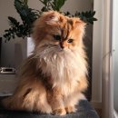 더편한동물병원 이미지