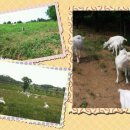 옥천목장 이미지