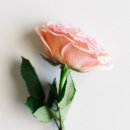 뜰하나 이미지