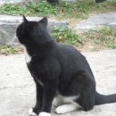 쉬 크