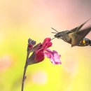 다이소 건너편 횡단보도 이미지