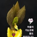 형창 Daum카페