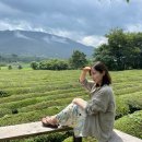 섬진강 찔레꽃 언덕 이미지