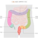 초기증상 없는 대장암, '이런' 사람 조심하세요! 이미지