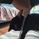 PET15어3378 | 초보도 가능한 고양이 문 DIY 스윙형 펫도어 설치 방법과 후기