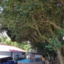 세화 동백그늘 이미지