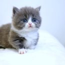 몽글몽글 이미지