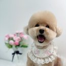 단비네펫살롱 이미지