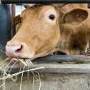 평택축산업협동조합 이미지