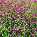 천일홍축제 Daum카페