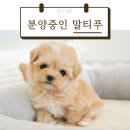 펫아미 강아지분양 고양이분양 동탄점 이미지