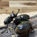 벅스패밀리 | 광주놀거리 크리스마스 체험｜조카들과 다녀온 광주벅스랜드 후기 (패밀리랜드동물원)