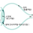 제2강 색채지각 - 눈, 잔상, 착시, 시세포, 색맹, 색채지각설등 이미지