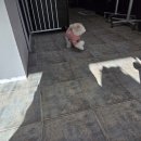 Pet salon 티스토리
