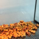 [골목]치매예방기체조 | 옹기종기 땅콩빵 영천점 솔직후기 | 겨울 만능 간식 🥜 (영천시장 맛집)