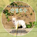 [경기/포천] 산정호수 명성산 2024 &#39;억새꽃축제&#39; 정보 &amp; 반려견과 함께하는 &#39;산정호수&#39; 둘레길 산책
