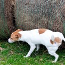 아기돼지 삼형제 이미지