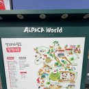 알파카월드 | 홍천 알파카월드 아이랑 방문 후기
