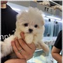 강아지분양 고양이분양 멍앤냥 수원점 네이버블로그
