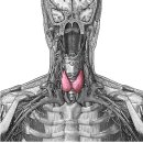 thyroid gland(갑상샘) 이미지