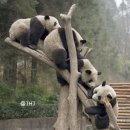 팬더 - 강남구 강남대로156길 13-4 | 팬더