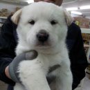 마한애견 이미지