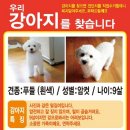 신풍지구대 신풍경찰센터 앞 횡단보도 | 강아지찾기 : 잃어버린 강아지 찾은사례