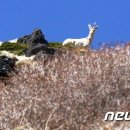 백록 이미지