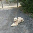 씽크독스쿨 이미지