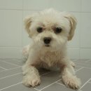 은빛동물병원 이미지