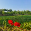 님Neem | 바디허벌즈(VAADI Herbals) 페이스워시, 산뜻하고 뽀득한 스킨케어 및 사용후기