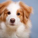 원주동물병원 이미지